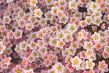 A Close Up Of A Flower , flowers, nature HD wallpaper