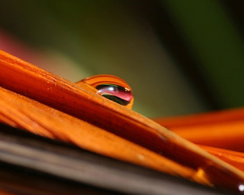 Closeup of a Waterdrop, closeup, nature, waterdop, flower HD wallpaper