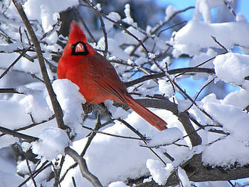 Red on White, bird, cardinal, snow, tree HD wallpaper