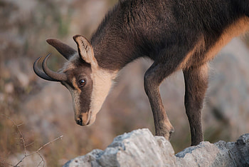 Chamois species, Remarkable wildlife graphy, Graceful horned animal, Mountain dweller HD wallpaper