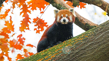 Red Cub Panda Is Sitting On Tree Trunk In Yellow Leaves Branches Background Panda HD wallpaper