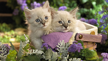 Two White Light Black Cat Kittens Are Sitting Inside Bamboo Basket In Purple Flowers Plants Background Cute Cat HD wallpaper