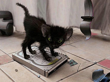 SysAdmin, cat, funny, pet, ugly HD wallpaper