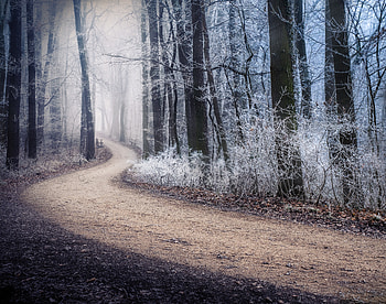 Winter, Nature, Forest, Fog, Path, Hoarfrost, Frost HD wallpaper