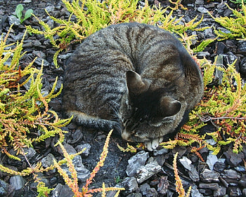 sleeping cat, nice place to sleep HD wallpaper