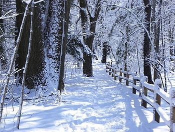 Snow Forest, winter, trees, forest, snow HD wallpaper