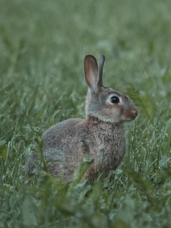 Animals, Grass, Animal, Profile, Rabbit HD phone wallpaper