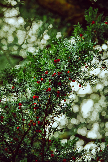 Nature, Berries, Plant, Branches, Yew HD phone wallpaper