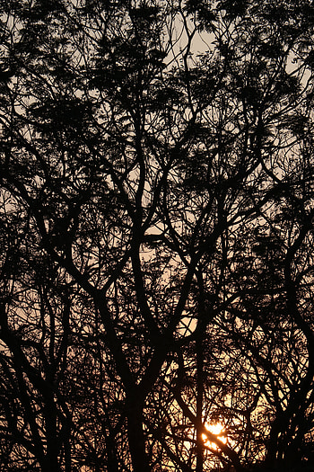 Trees, Dark, Shine, Light, Branches HD phone wallpaper