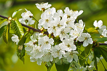 Tree branches, blossom, white flowers HD wallpaper