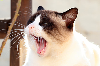Animals, Cat, Muzzle, Yawn, Siamese HD wallpaper