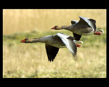 flying geese, wings, flying, feathers, geese HD wallpaper