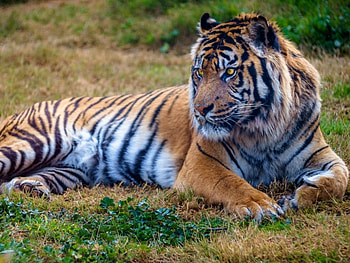 BIG TIGER, BIG, TIGER, CAT, ANIMAL HD wallpaper