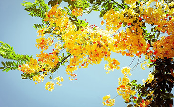 Plants, Flowers, Trees HD wallpaper