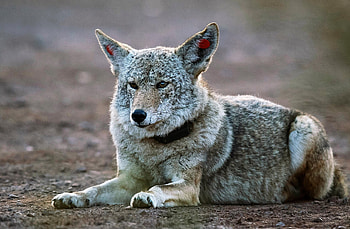 Coyote, East Bay menace, Multiple attacks, Coyote encounters HD wallpaper