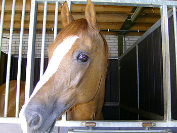 arabain horse, sweet, horse, arabain, beauty HD wallpaper