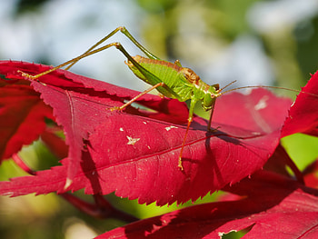 Macro, Sheet, Leaf, Maple, Grasshopper HD wallpaper