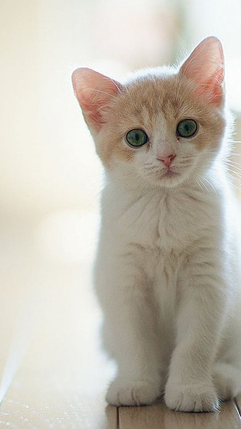 Cute Baby Cat, Sitting On The Floor HD phone wallpaper