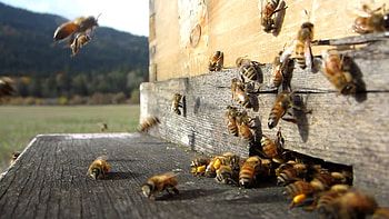 Worker bees, Beehives HD wallpaper