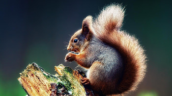 Animals, Squirrel HD wallpaper