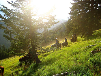 ultimate, horses, nature, forest, riding HD wallpaper