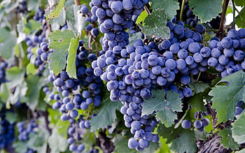 Nature, Food, Grapes HD wallpaper
