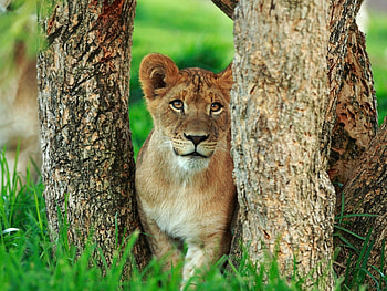 Animals, Lions HD wallpaper
