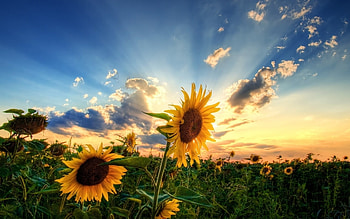 Plants, Flowers, Sunflowers HD wallpaper