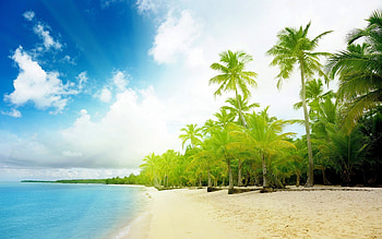 Beach Tropical Palm Trees in High Resolution at Nature . HD wallpaper