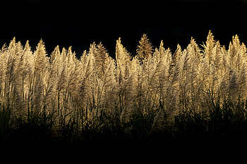 Sugar Cane Field Dark Night , field, nature, dark, black HD wallpaper
