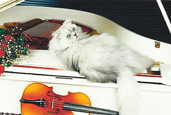 Persian white cat, keys, piano, cute, cat, paws, persian HD wallpaper