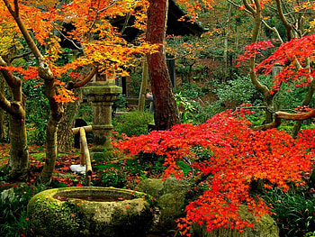 Fall comes to the Garden, garden, well, red, fall HD wallpaper
