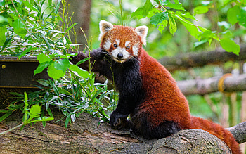 Red Panda, animal, bear, panda, red HD wallpaper