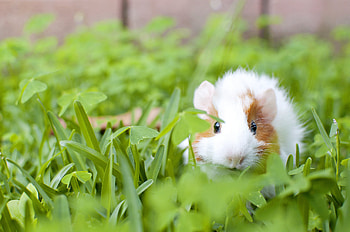 Animals, Grass, Animal, Guinea Pig, Rodent HD wallpaper