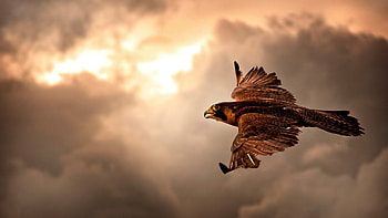 Hawk, bird, falcon, predator, Firefox Persona theme, sunrise, dawn, sky, sun HD wallpaper