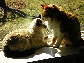 CHUBBY COUPLE, backyard, chubby, resting, cats, grass, fluffy, tree, branch, couple HD wallpaper