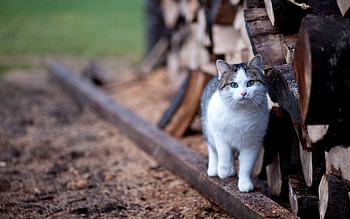 Animals, Cat, Fence, Stroll HD wallpaper