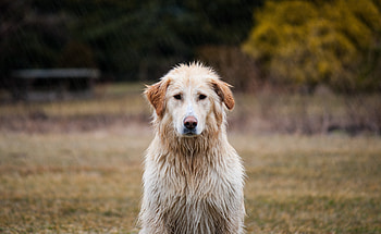 Labrador Retriever, dog, wet HD wallpaper