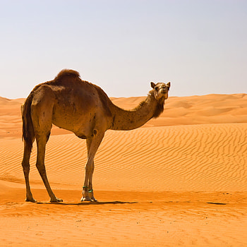 Camel , Desert landscapes HD phone wallpaper