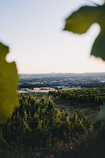 Landscape, Nature, Fields, View From Above, Vineyards HD phone wallpaper