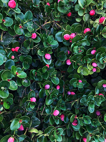 Nature, Leaves, Berries, Bush, Plant HD phone wallpaper
