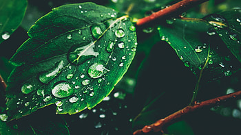Leaves, Drops, Macro, Moisture, Dew HD wallpaper