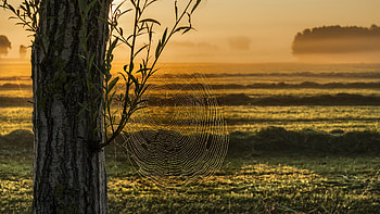 Spider Web, waves, Web, Sea, Spider HD wallpaper