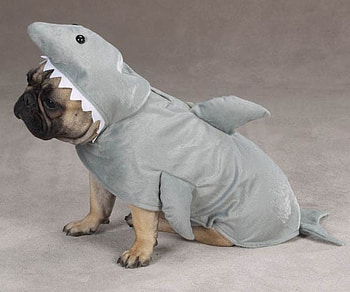 LAND SHARK HALLOWEEN COSTUME, dog, halloween, costume, cute, pug, shark HD wallpaper