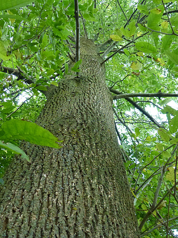 Ash tree , Nature-inspired, High resolution, and mobile HD phone wallpaper