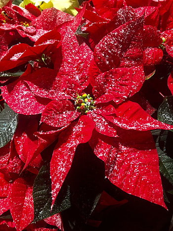 Garden guru, Joel Poinsett's legacy, Poinsettia plant, Testament to nature HD phone wallpaper