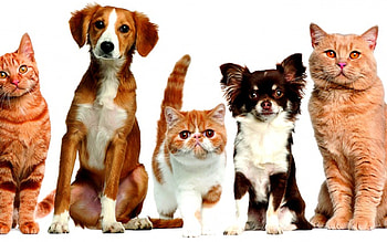 UNDER ONE ROOF BUDDIES, pets, dogs, cats, adorable, posing HD wallpaper