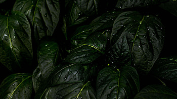 Green Leaf, Rain drops leaves, U , mobile tablet HD wallpaper