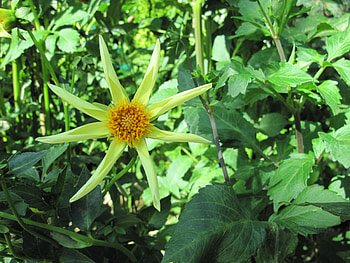 A fantastic day at Edmonton garden 27, star, leaves, graphy, yellow, green, Flowers HD wallpaper