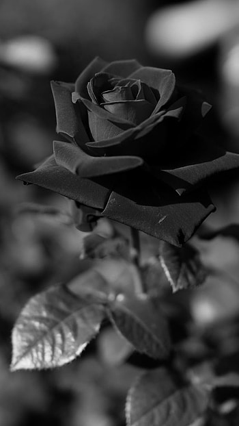Black Rose, Rose, Flower HD phone wallpaper